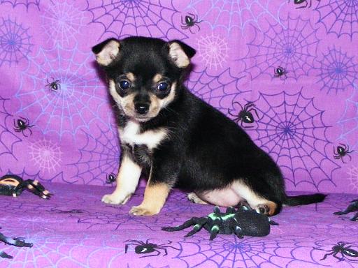 BLACK & TAN   